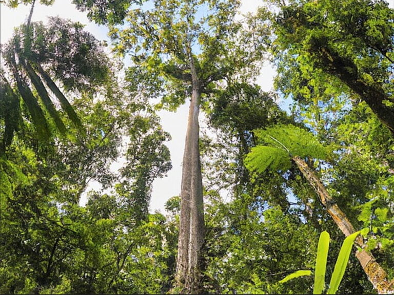 Four layers in Amazon rainforest