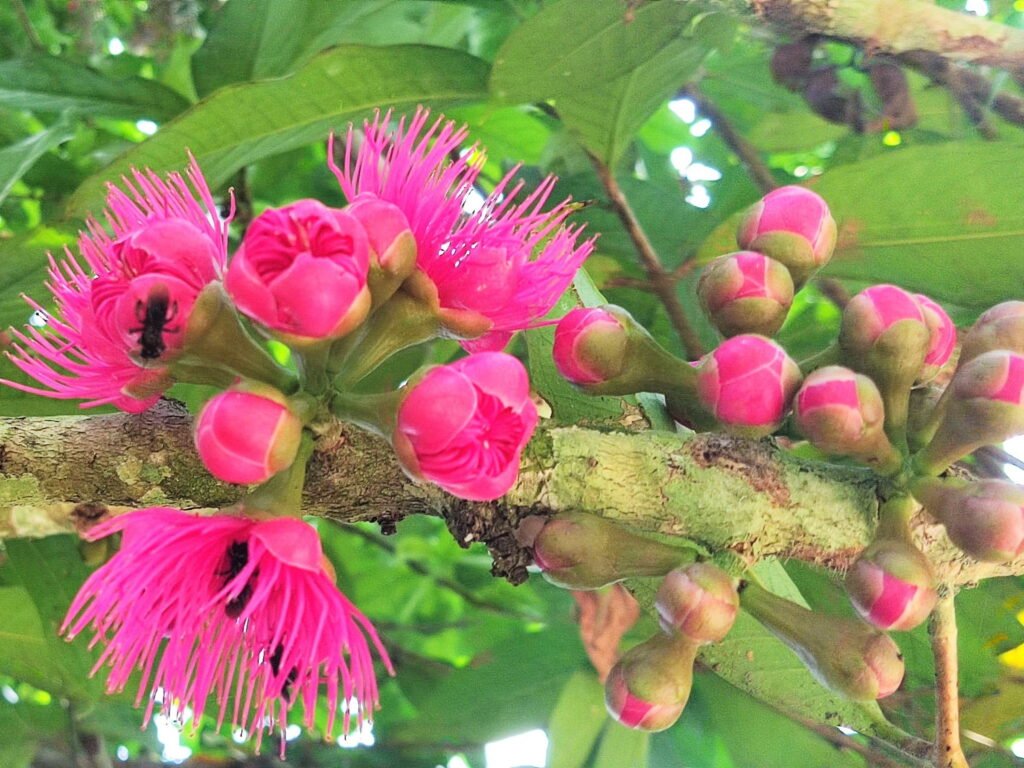 Medicinal plants in Amazon rainforest