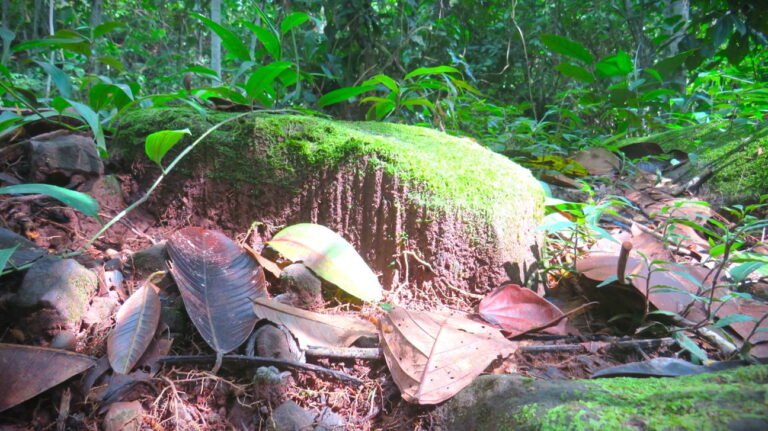 Four layers of rainforest - Forest floor