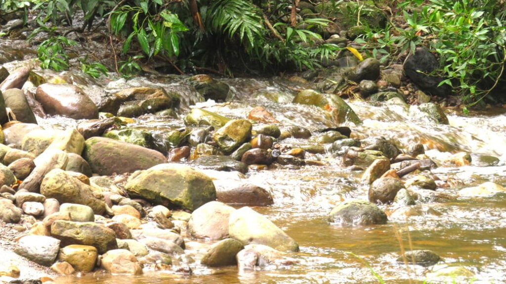 Reforestation projects to counter climate change effects in the Amazon rainforest in Peru