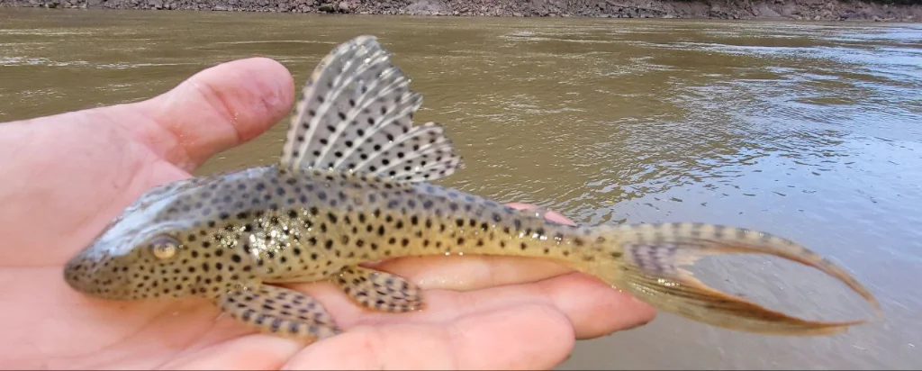 Exotic algea eater catfish in the amazon rainforest