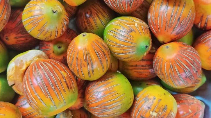 Forest facts regarding fruits of the Amazon