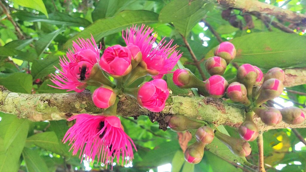 Flowers of a Pomme Rosa fruit tree in the Amazon rainforest