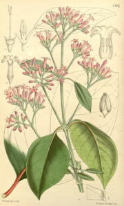 Scientific illustration of a medicinal plant from the Amazon rainforest in Peru