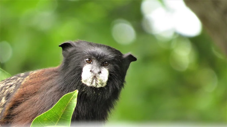 Saddle-back monkey, native to the Amazon rainforest in Peru.
