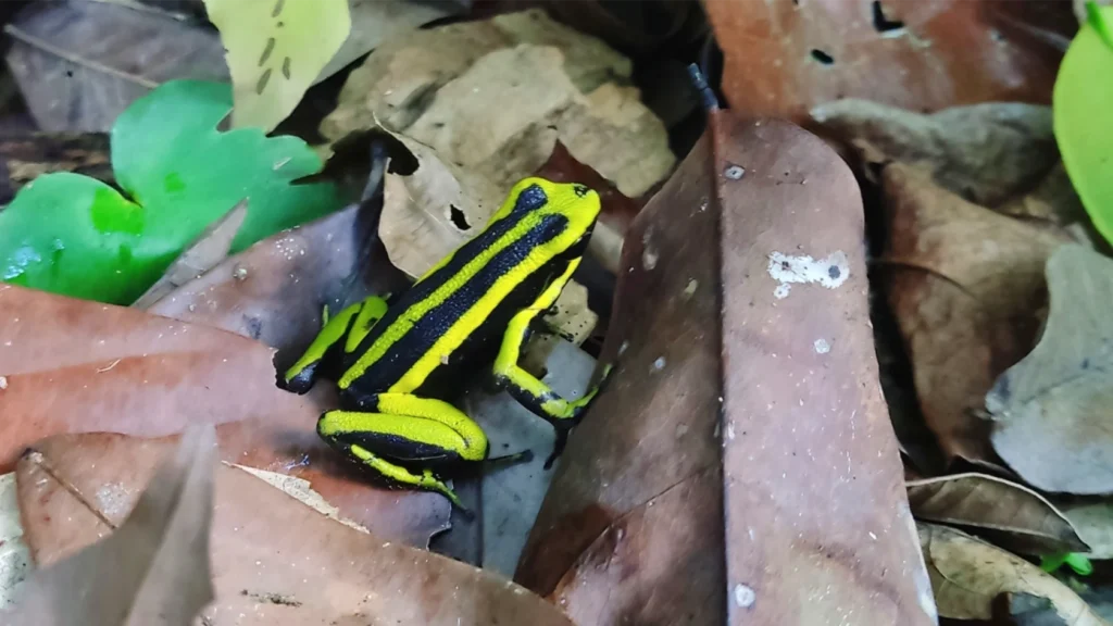 Amazon Protection projects - Yellow-striped poison dart frog