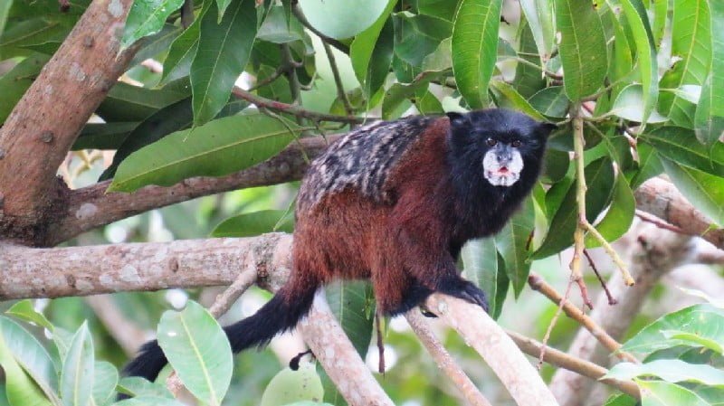Andean Saddleback Tamarin from Amazon rainforest in Peru.