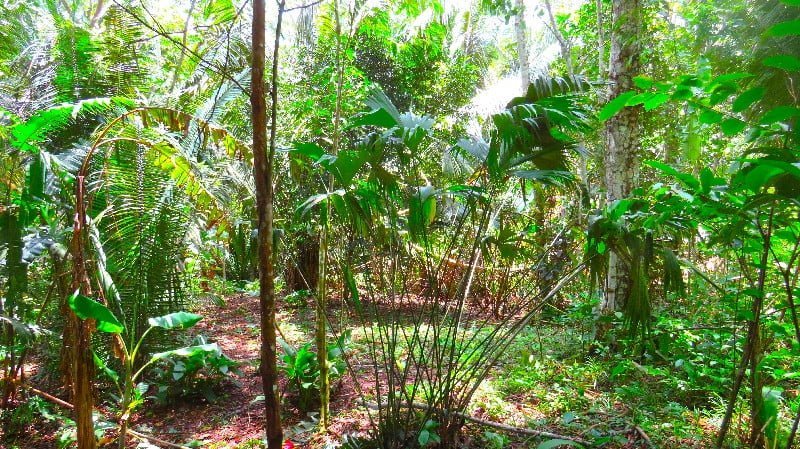 Forest facts about the Amazon rainforest