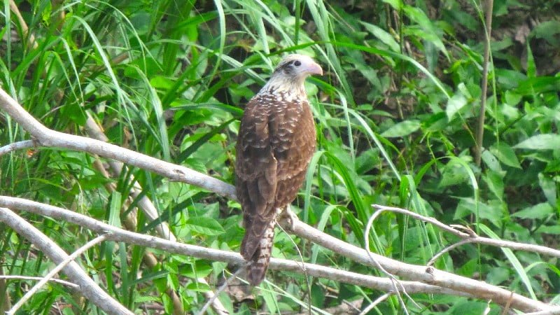 Predator bird in the Amazon rainforest in Peru