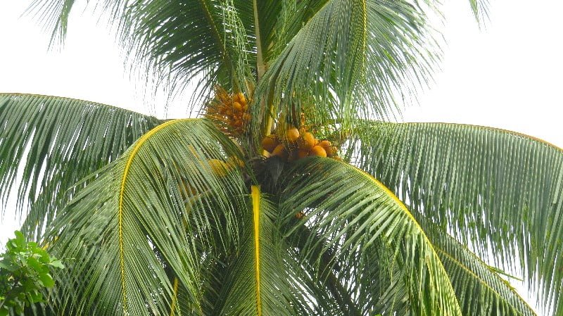 Coconut tree in the Amazon rainforest, Peru