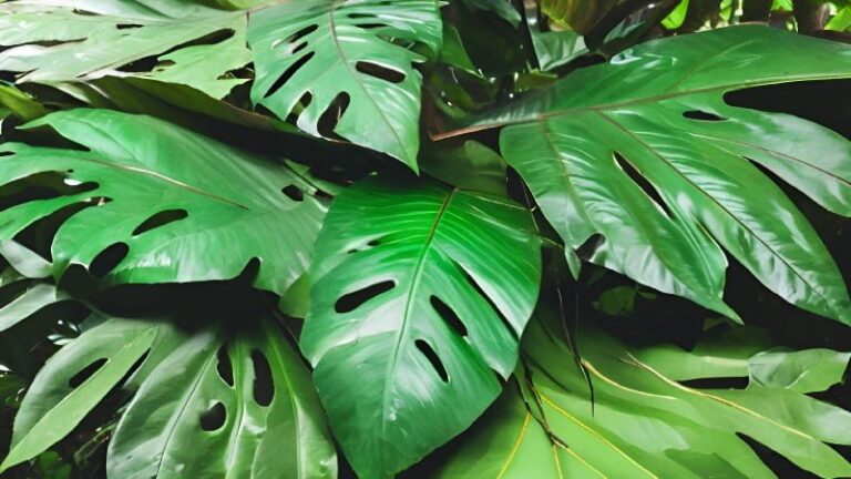 Medicinal leaves from Amazon rainforest plants.