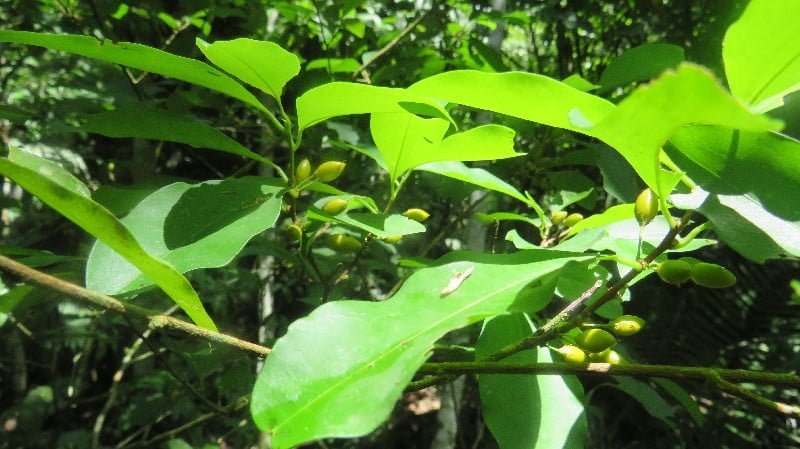 Chakruna leaves in Peru, a medicinal plant used for ayahuasca preparation in Peru