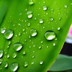 Rainy facts Peru – droplets on a leaf in the Amazon Fact 1