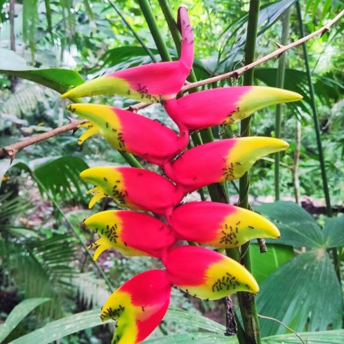 An image of a pink and yellow flower called Helconia. It's a common plant in Peru.