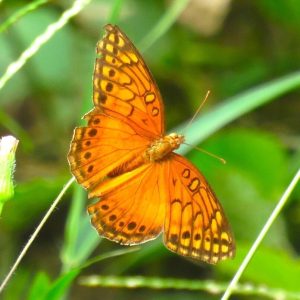 Amazone Protection projects - butterfly