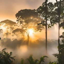 Some rainy facts Peru – The Amazon rainforest after a rainshower with the sun breaks through Rainy Facts - Fact 5: Amazon rainforest in Peru with sun and thick mist