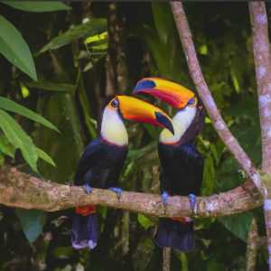 Two tucan birds in the tropical Peruan rainforest